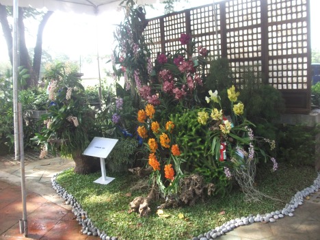 Philippine Orchid Society show 045