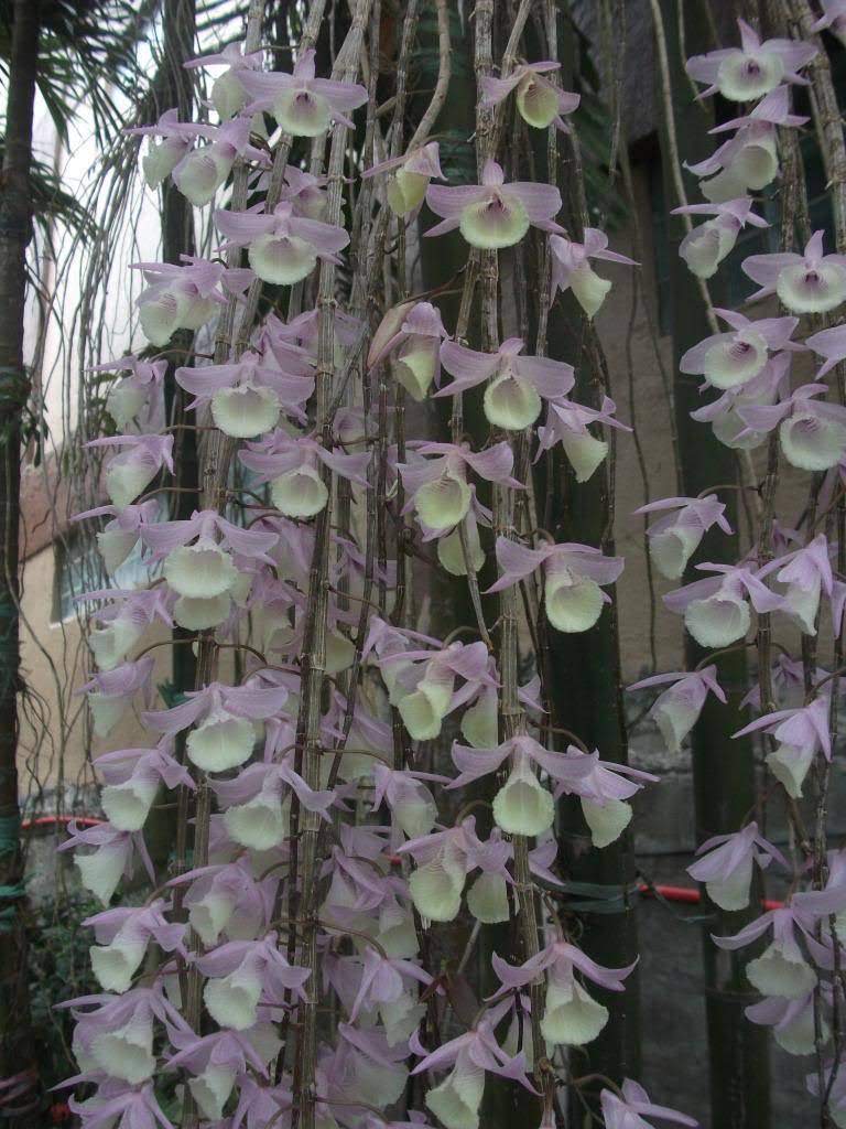 Kết quả hình ảnh cho Dendrobium cucullatum R. Brown